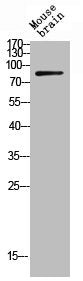 Western Blot analysis of MOUSE-HEART cells using Phospho-Bcl-6 (S333) Polyclonal Antibody