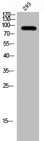 Western Blot analysis of 293 cells using Bcl-6 Polyclonal Antibody