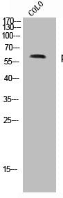 Phospho-RPS6KB1 (S371) Antibody – Figure 1 of 1