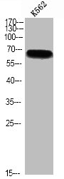 Phospho-RPS6KB1 (S427) Antibody – Figure 1 of 1