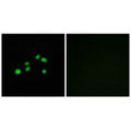 Immunofluorescence analysis of HepG2 cells, using Collagen XXIII α1 antibody.