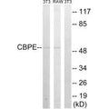 Western blot analysis of extracts from 3T3 cells and RAW264.7cells, using CPE antibody.