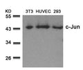 Western blot analysis of extracts from 3T3, HUVEC and 293 cells using c-Jun(Ab-73) Antibody.
