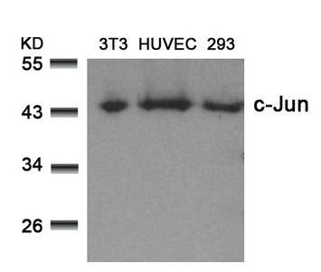 Western blot analysis of extracts from 3T3, HUVEC and 293 cells using c-Jun(Ab-73) Antibody.