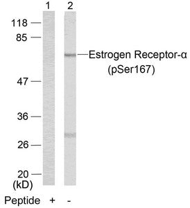 Western blot analysis of extracts from MCF7 cells using Estrogen Receptor-a(Phospho-Ser167) Antibody(Lane 2) and the same antibody preincubated with blocking peptide(Lane1).