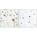 Immunohistochemical analysis of paraffin-embedded human brain tissue using SH-PTP2 antibody.