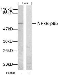 Western blot analysis of extracts from Hela cells using NFkB-p65(Ab-276) Antibody and the same antibody preincubated with blocking peptide.