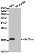 Western blot analysis of extracts of HeLa cell line and H3 protein expressed in E.coli., using H3K27me1antibody.
