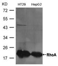 Western blot analysis of extracts from HT29 and HepG2 cells using RhoA Antibody.