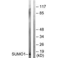 Western blot analysis of extracts from 293 cells, using Sumo1 antibody.