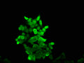 Immunofluorescence staining of 293 cells with CSB-PA04299A0Rb at 1:166, counter-stained with DAPI. The cells were fixed in 4% formaldehyde, permeabilized using 0.2% Triton X-100 and blocked in 10% normal Goat Serum. The cells were then incubated with the antibody overnight at 4&deg;C. The secondary antibody was Alexa Fluor 488-congugated AffiniPure Goat Anti-Rabbit IgG(H+L).