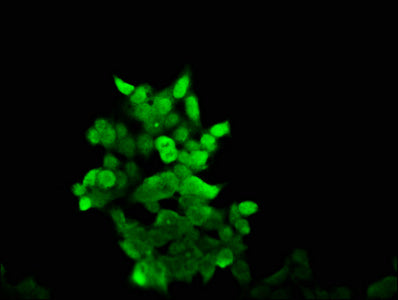Immunofluorescence staining of 293 cells with CSB-PA04299A0Rb at 1:166, counter-stained with DAPI. The cells were fixed in 4% formaldehyde, permeabilized using 0.2% Triton X-100 and blocked in 10% normal Goat Serum. The cells were then incubated with the antibody overnight at 4&deg;C. The secondary antibody was Alexa Fluor 488-congugated AffiniPure Goat Anti-Rabbit IgG(H+L).