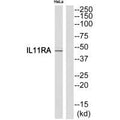 Western blot analysis of extracts from HeLa cells, using IL11RA antibody.