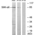 Western blot analysis of extracts from K562 cells and HT-29 cells, using S6K-α6 antibody.