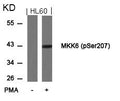 Western blot analysis of extracts from HL60 cells untreated or treated with PMA using MKK6(Phospho-Ser207) Antibody.