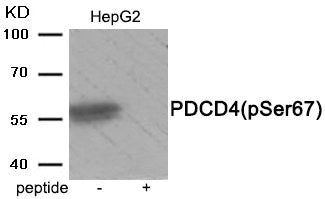 Western blot analysis of extracts from HepG2 tissue using Phospho-PDCD4 (Ser67) antibody.The lane on the right is treated with the antigen-specific peptide.