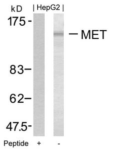 Western blot analysis of extracts from HepG2 cells using Met(Ab-1349) Antibody and the same antibody preincubated with blocking peptide.
