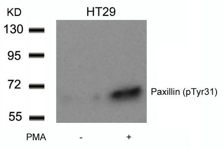 Western blot analysis of extracts from HT29 cells untreated or treated with PMA using Paxillin(Phospho-Tyr31) Antibody.