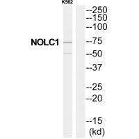 Western blot analysis of extracts from K562 cells, using NOLC1 antibody.