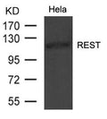 Western blot analysis of extract from Hela cells using REST Antibody