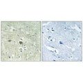 Immunohistochemistry analysis of paraffin-embedded human brain tissue using NDUFV3 antibody.