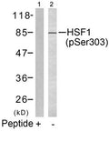 Western blot analysis of extracts from MCF7 cells using HSF1(phospho-Ser303) Antibody(Lane 2) and the same antibody preincubated with blocking peptide(Lane1).