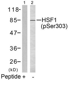 Western blot analysis of extracts from MCF7 cells using HSF1(phospho-Ser303) Antibody(Lane 2) and the same antibody preincubated with blocking peptide(Lane1).