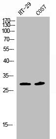 Western Blot analysis of HT29 COS7 cells using Phospho-SNAI 1 (S246) Polyclonal Antibody