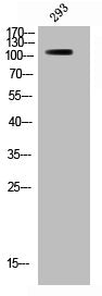 Western Blot analysis of 293 cells using Phospho-Raf-B (S446) Polyclonal Antibody