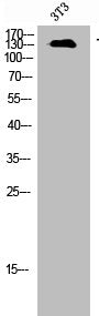 Western Blot analysis of NIH-3T3 cells using TGFβ RIII Polyclonal Antibody