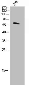 Western Blot analysis of 293 cells using TH Polyclonal Antibody