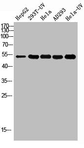 Acetyl-TP53 (K381) Antibody – Figure 1 of 1