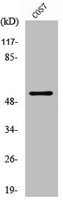 Western Blot analysis of COS7 cells using p53 Polyclonal Antibody