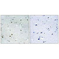 Immunohistochemistry analysis of paraffin-embedded human brain tissue using DDX24 antibody.