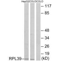 Western blot analysis of extracts from HepG2 cells and COLO cells, using RPL39 antibody.