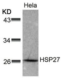 Western blot analysis of extracts from Hela cells using HSP27(Ab-78) Antibody.