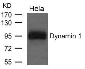 Western blot analysis of extracts from Hela cells using Dynamin 1 Antibody.