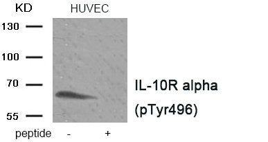 Western blot analysis of extracts HUVEC tissue using IL-10R alpha (Phospho-Tyr496) antibody.The lane on the right is treated with the antigen-specific peptide.