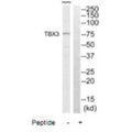 Western blot analysis of extracts from A549 cells, using TBX3 antibody.