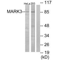 Western blot analysis of extracts from HeLa cells and 293 cells, using MARK3 antibody.