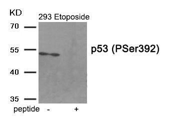 Western blot analysis of extracts from 293 cells treated with Etoposide using Phospho-p53 (Ser392) antibody.The lane on the right is treated with the antigen-specific peptide.