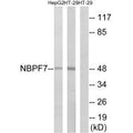 Western blot analysis of extracts from HepG2 cells and HT-29 cells, using NBPF7 antibody.