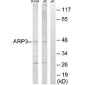 Western blot analysis of extracts from RAW264.7 cells and Jurkat cells, using ACTR3 antibody.