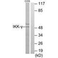 Western blot analysis of extracts from COS-7 cells, using IKK-γ antibody.