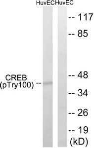 Western blot analysis of extracts from HUVEC cells, treated with etoposide (25uM, 24hours), using CREB (Phospho-Thr100) antibody. The lane on the right is treated with the synthesized peptide.