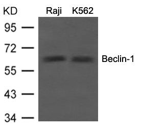 Western blot analysis of extracts from Raji and K562 cells using Beclin-1 Antibody.