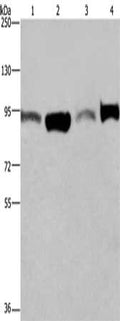Gel: 6%SDS-PAGE, Lysate: 40 ug, Lane 1-4: A375 cells, LoVo cells, human testis tissue, Hela cells, Primary antibody: CSB-PA056223(ELAC2 Antibody) at dilution 1/250, Secondary antibody: Goat anti rabbit IgG at 1/8000 dilution, Exposure time: 30 seconds