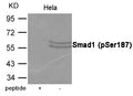 Western blot analysis of extracts from Hela cells using Smad1 (Phospho-Ser187) Antibody.The lane on the left is treated with the antigen-specific peptide.