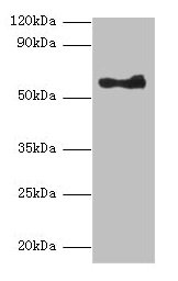 Western blot
All lanes: ANGPT1 antibody at 2µg/ml + A549 whole cell lysate
Secondary
Goat polyclonal to rabbit lgG at 1/10000 dilution
Predicted bands size: 58 kDa
Observed bands size: 58 kDa