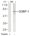 Western blot analysis of extracts from 293 cells using G3BP-1(Ab-232) Antibody and the same antibody preincubated with blocking peptide.